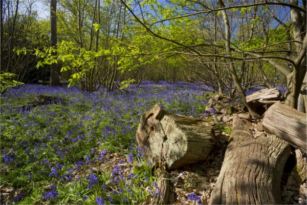 a young coppiced beech wood with bluebells and rotting tree trunk