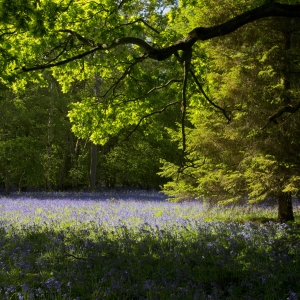 Evening sun on a bluebell wood