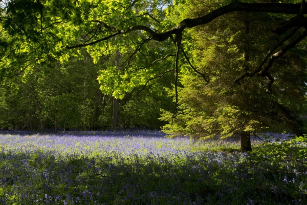 Evening sun on a bluebell wood