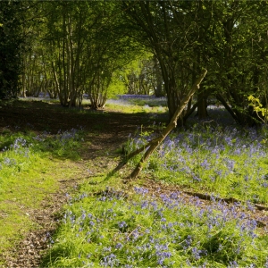 A woodland path with bluebells and coppiced beech trees