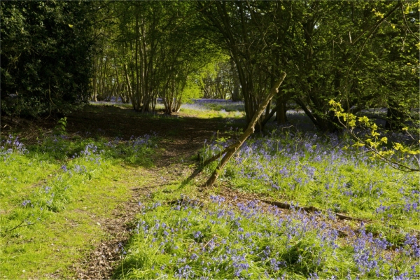 A woodland path with bluebells and coppiced beech trees