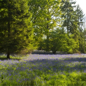 A woodland clearing with carpet of bluebells