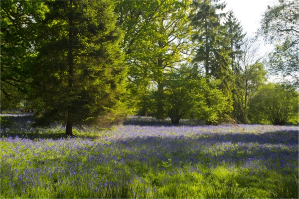 A woodland clearing with carpet of bluebells