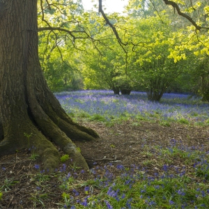 An oak tree in a bluebell wood with strong sunlight