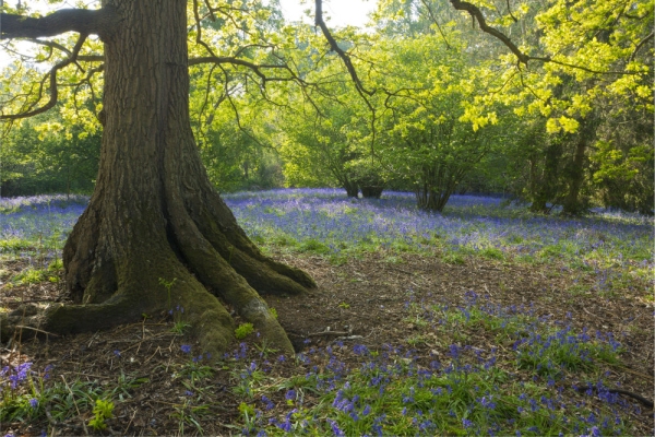 An oak tree in a bluebell wood with strong sunlight