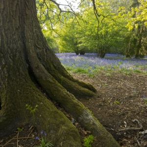 A close up of the roots of an oak tree in a bluebell wood