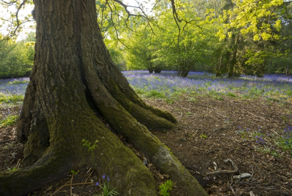 A close up of the roots of an oak tree in a bluebell wood