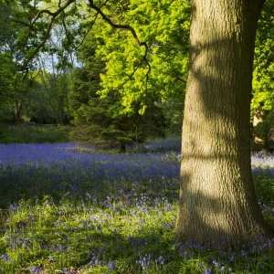 A bluebell wood in the late spring