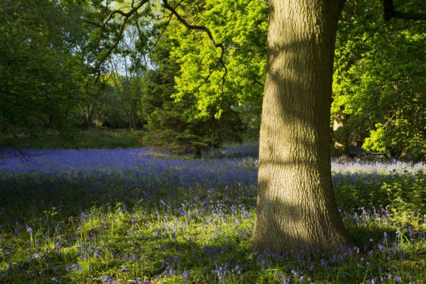 A bluebell wood in the late spring