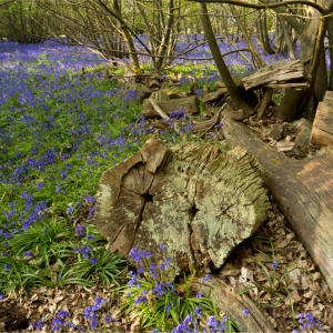 A close up image of a rotting tree stump and trunk surrounded by bluebells in a young beechwood