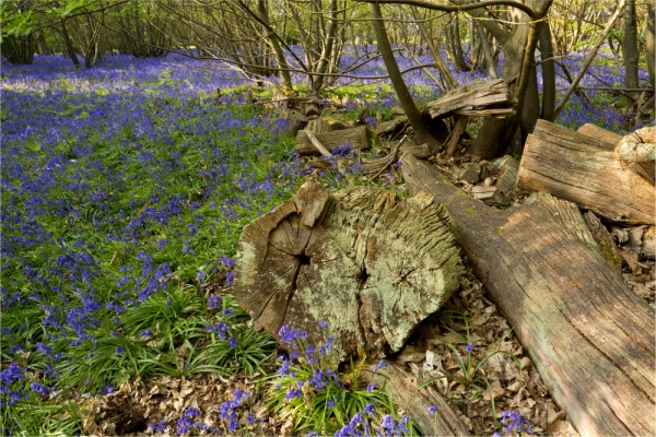 A close up image of a rotting tree stump and trunk surrounded by bluebells in a young beechwood