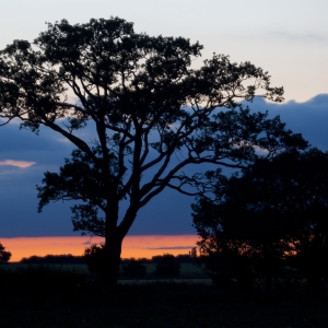 Summer sunset with oak tree in the english countryside