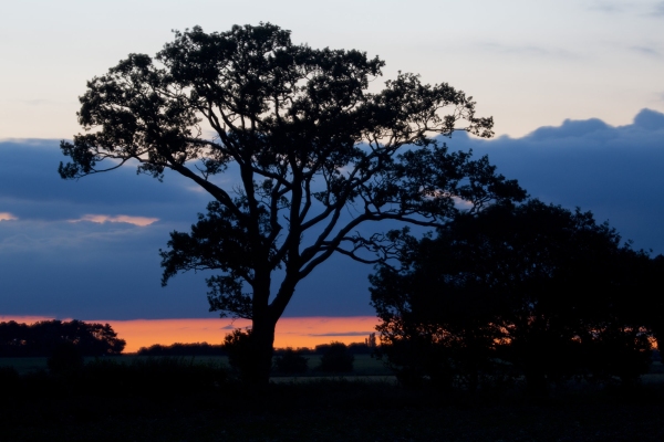 Summer sunset with oak tree in the english countryside