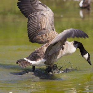 A canada goose taking off from the water