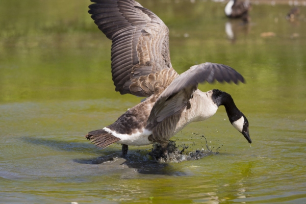 A canada goose taking off from the water