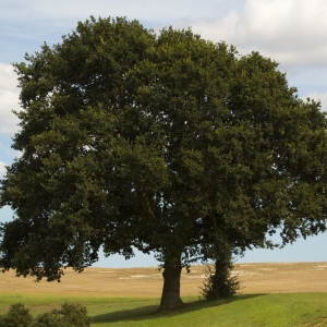 Two oak trees on a hillside with a cornfield in the background