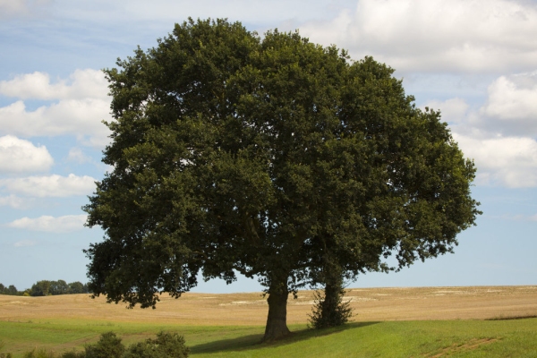 Two oak trees on a hillside with a cornfield in the background