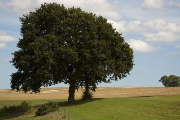 two oak trees in a summer field