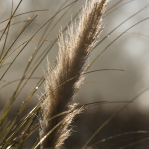 a teasel and grasses backlight in the evening sun