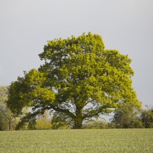 A hedge oak tree in a hedgerow on the edge of a wheat field