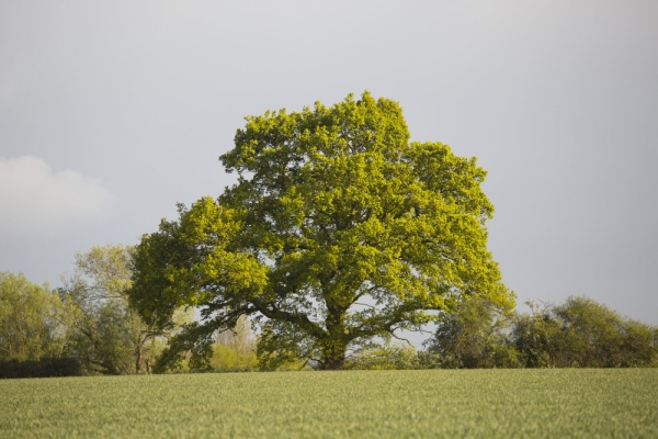 A hedge oak tree in a hedgerow on the edge of a wheat field