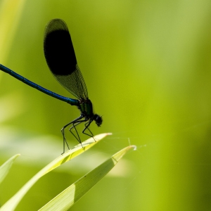 A close up view of a damselfly or demoiselle on a reed on a summer afternoon