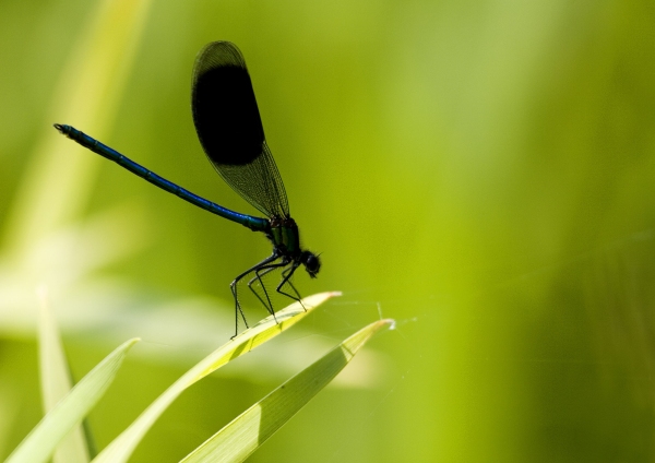 A close up view of a damselfly or demoiselle on a reed on a summer afternoon