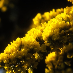 Gorse bushes in flower in evening sunlight