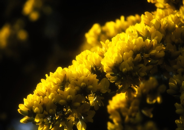 Gorse bushes in flower in evening sunlight