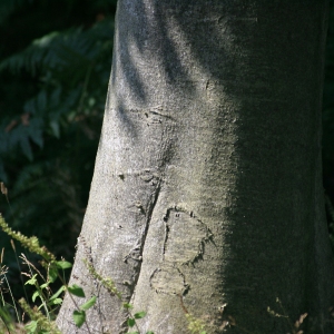 The trunk of a beech tree against a dark background