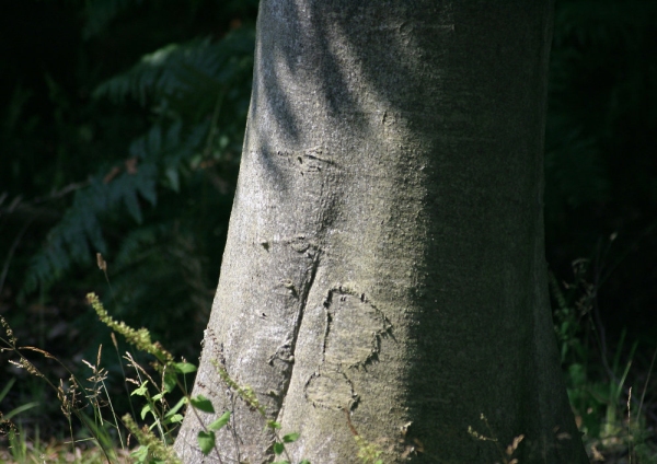 The trunk of a beech tree against a dark background