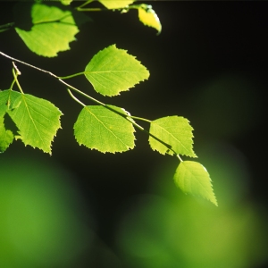 Backlit silver birch leaves in a dark summer forest