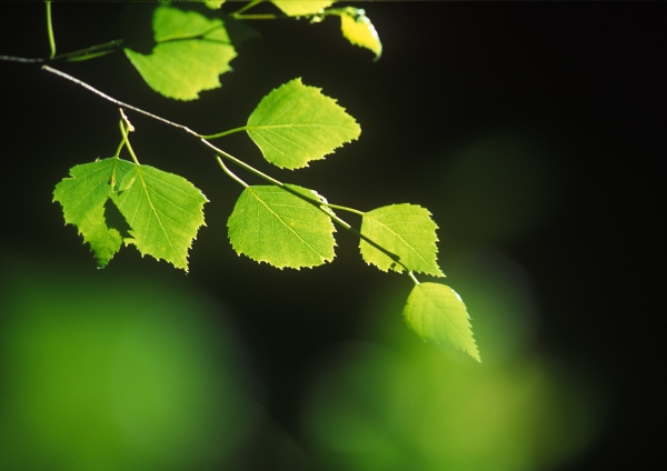 Backlit silver birch leaves in a dark summer forest