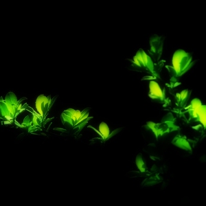 New green leaves against a dark background