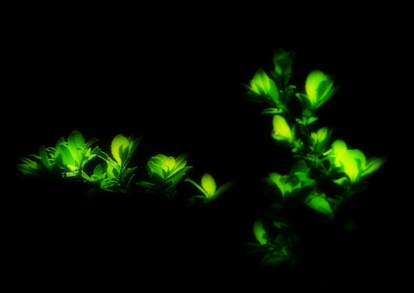 New green leaves against a dark background