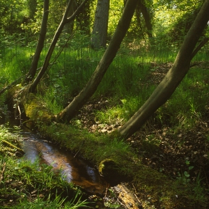 A small woodland stream in a shady glade