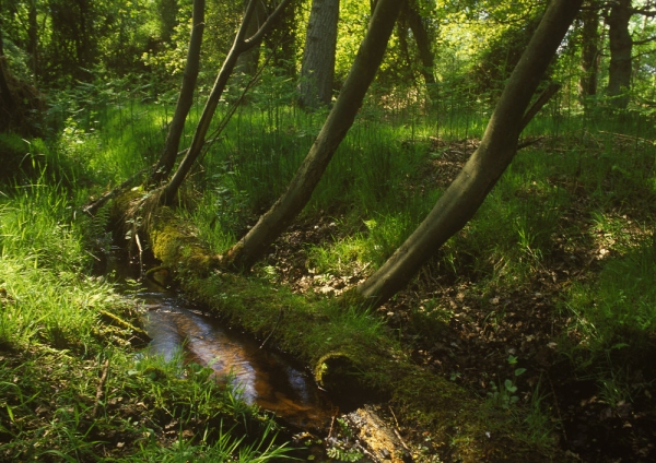 A small woodland stream in a shady glade