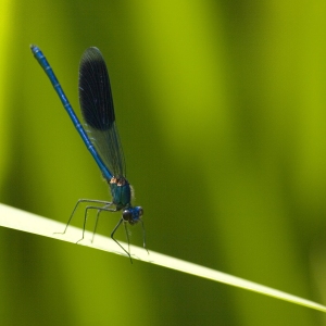 A close up image of a damselfly or demoiselle perched on reed stalk on a summer riverbank