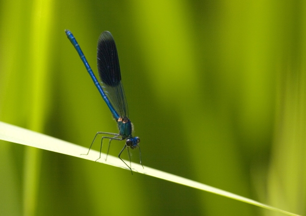 A close up image of a damselfly or demoiselle perched on reed stalk on a summer riverbank