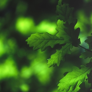 Springtime oak leaves close up