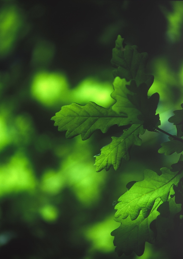 Springtime oak leaves close up