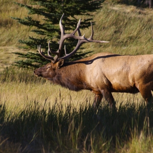 A red deer stag in an autumn woodland setting