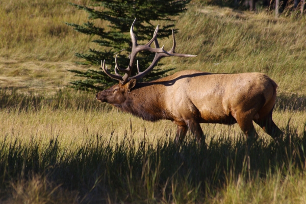 A red deer stag in an autumn woodland setting