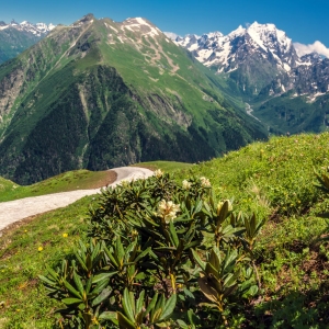 Alpine flowers and a small glacier in the high alps