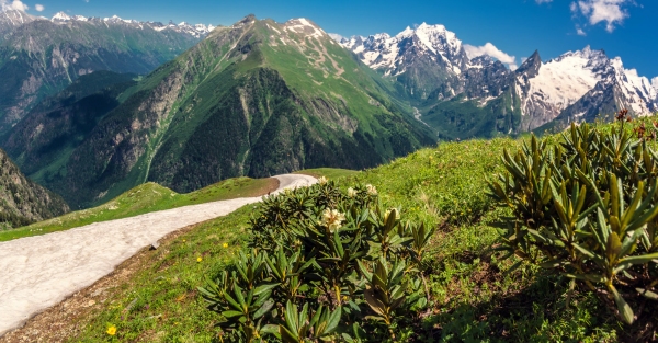 Alpine flowers and a small glacier in the high alps