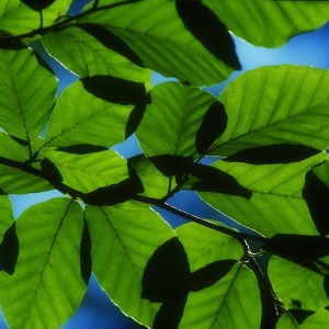 A close up view of hornbeam leaves