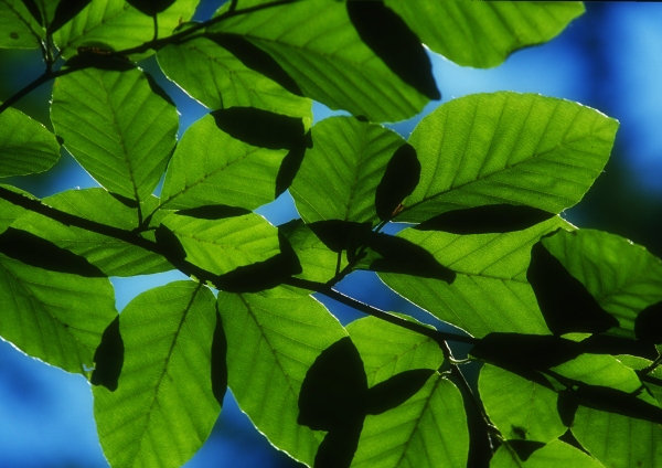 A close up view of hornbeam leaves