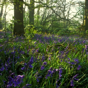 A bluebell wood in springtime