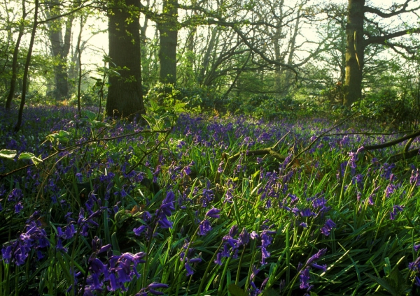 A bluebell wood in springtime