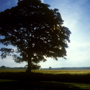 An oak tree silhouetted against a summer evening sky, with arable fields in the distance